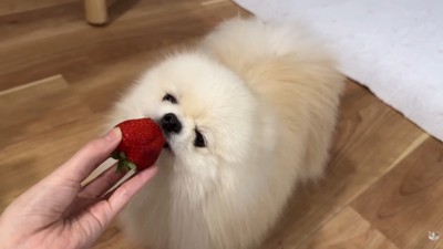 ちまちまと齧る姿も可愛い!