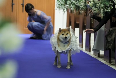 リングドッグ