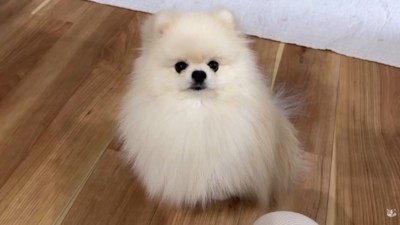 食べる気満々でお座り!