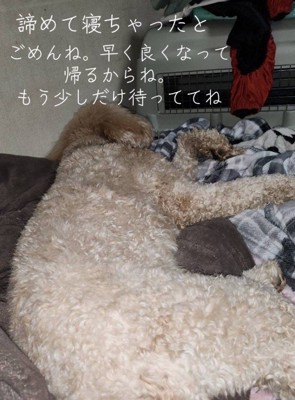 ママの夢を見ているかな?