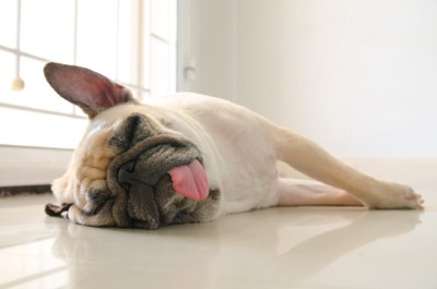 眠るパグ