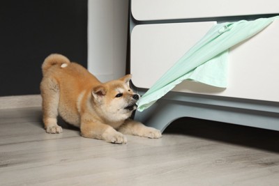 秋田子犬、引っ張る