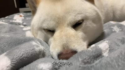 「可愛い…」