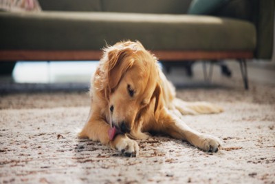 前足を舐める犬