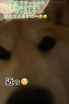 おねだりの圧がすごい!