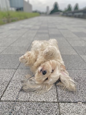 ごろん