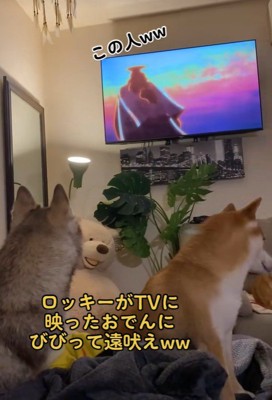 ロッキーくんが吠えています!