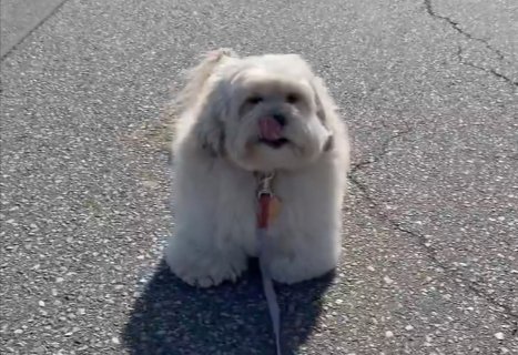 ドヤ顔