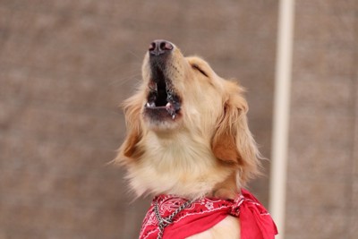 吠える大型犬