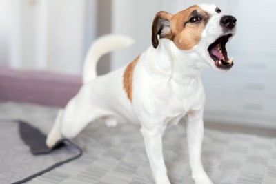 吠える犬