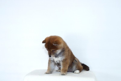 床を見る子犬
