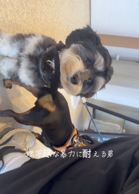 首にペチッ
