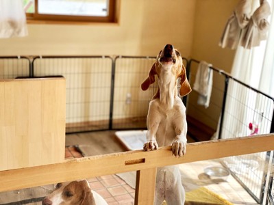 サークル内で吠える犬