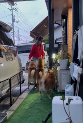 立つ犬
