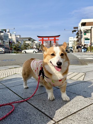 お散歩