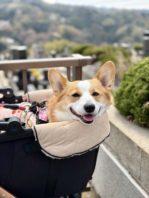 ニコニコ