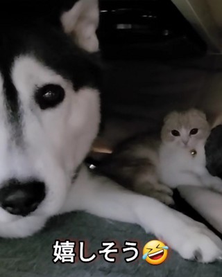 「何か用?」