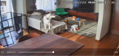 キョロキョロ…