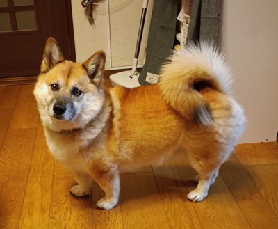 成長後の姿