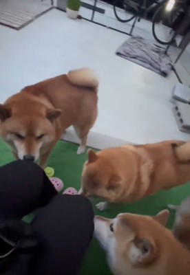 集まる犬1