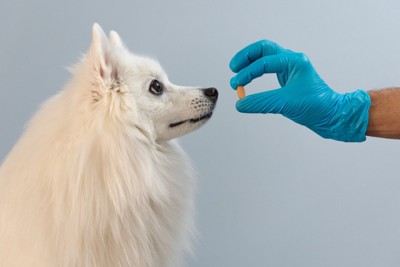 薬を差し出す獣医師の手を見つめる犬