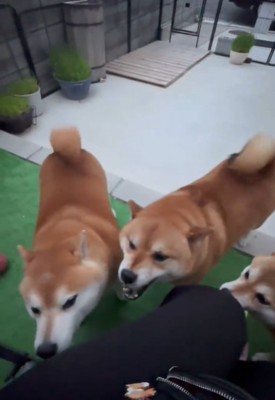 集まる犬2