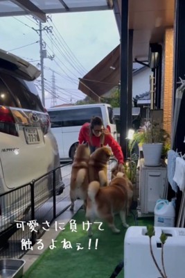 立つ犬