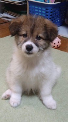 子犬の頃の姿