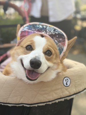 最高