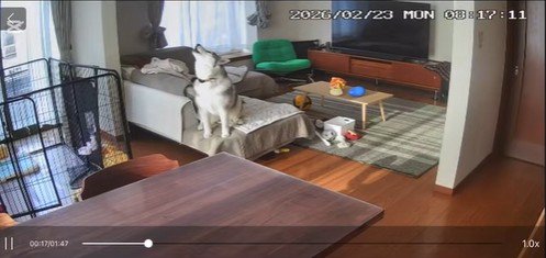 絶望して遠吠え