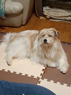 もはや別の犬!!