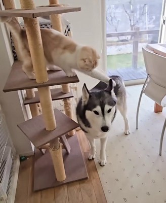 猫パンチ!!