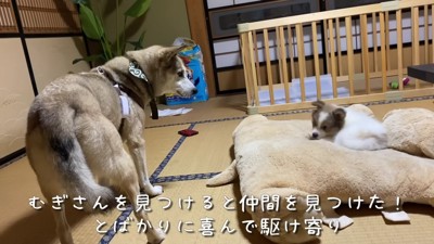 兄のむぎちゃんに夢中に