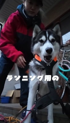 飼い主にハーネスを着けられる若いハスキー犬