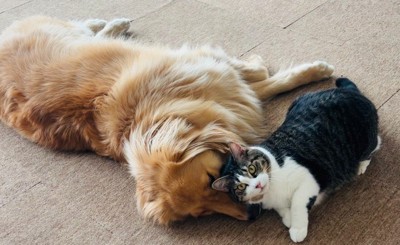 れも吉ちゃんの顔を枕に♡