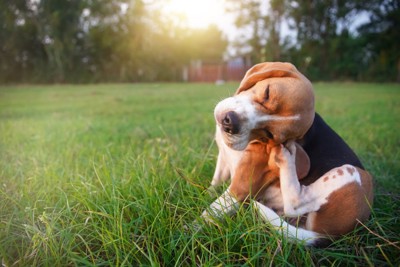 草むらで体を掻いている犬
