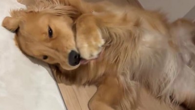 前足の肉球をペロペロ