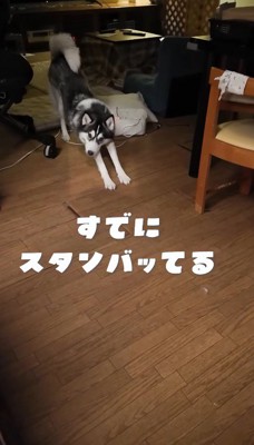 飼い主を見て伸びをする若いハスキー犬