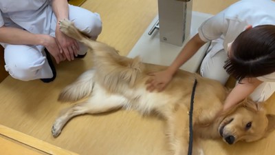 獣医さんを足蹴り！