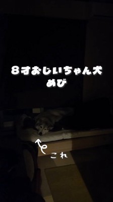 おじいちゃん犬のいる部屋のドアを開ける飼い主