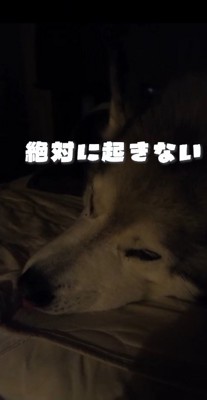 ベッドの上で眠るおじいちゃん犬