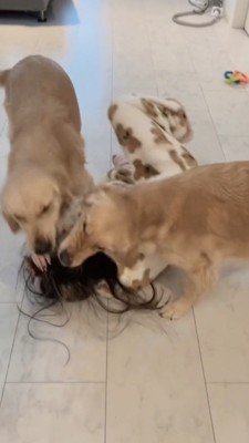 両側から攻撃されもみくちゃになる女性