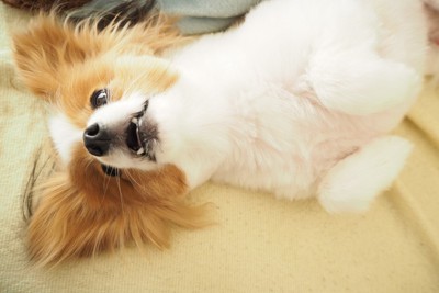 仰向け、パピヨン