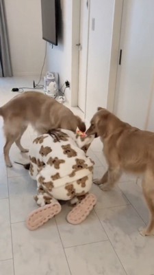 女性のパジャマを引っ張るゴールデン