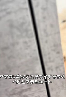 赤ちゃんとわんこがいない…？