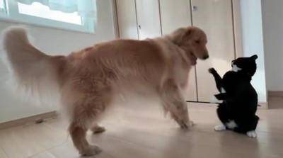 それでも遊んじゃう♪