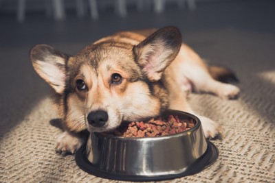 フードが入ったお皿の上に顔を乗せて伏せる犬