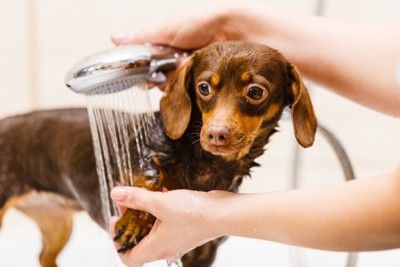 シャワーで体を洗われている犬