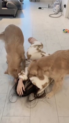 女性の顔を両側から舐めようとするゴールデン2匹