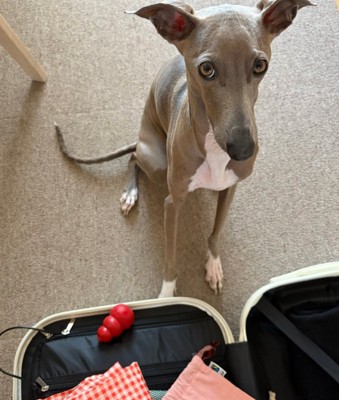 連れて行ってほしいプットくん